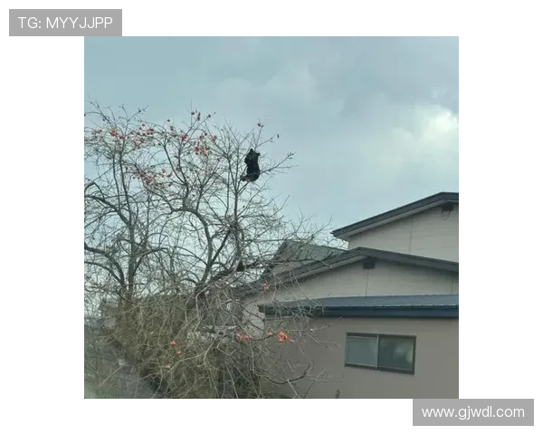 熊类踪迹现身草坪日本J3福岛联决定暂停球迷参观活动